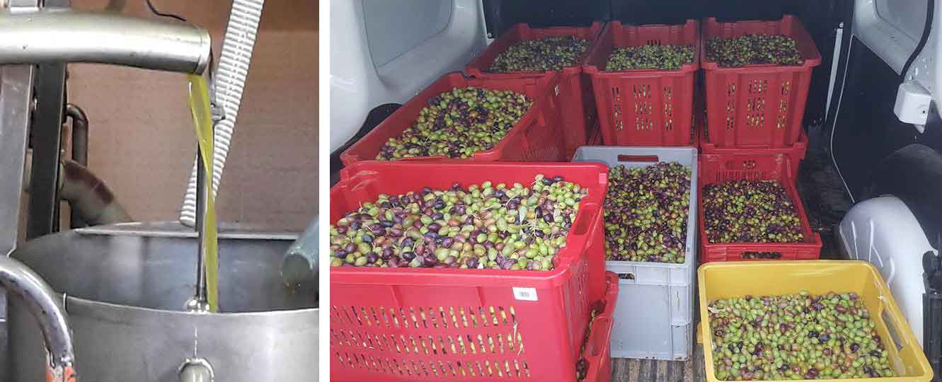 production olives