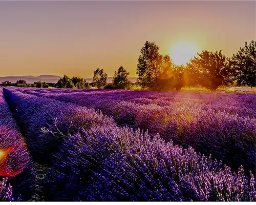 paysage lavande Alpes de Haute Provence