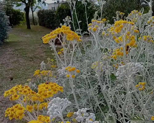 flore du Luberon