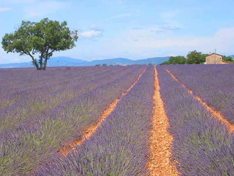 Valensole